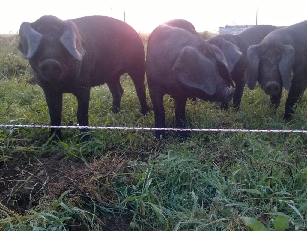 Large Black Hogs in pasture