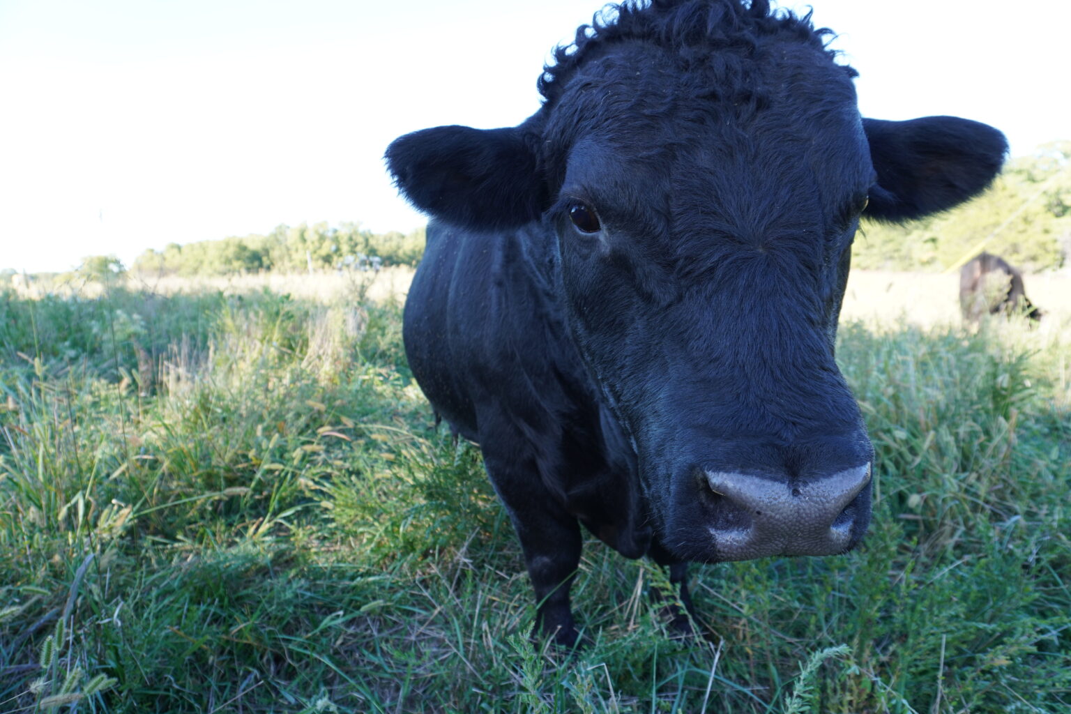 Black bull looking at the camera in a field