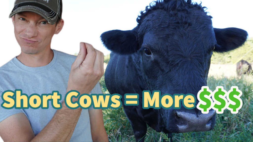 Small Cows Make More Money - Thumbnail