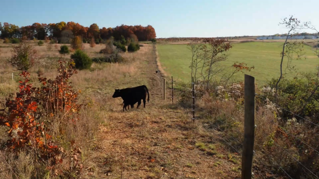 black cow and baby in a pasture with new electric fence 