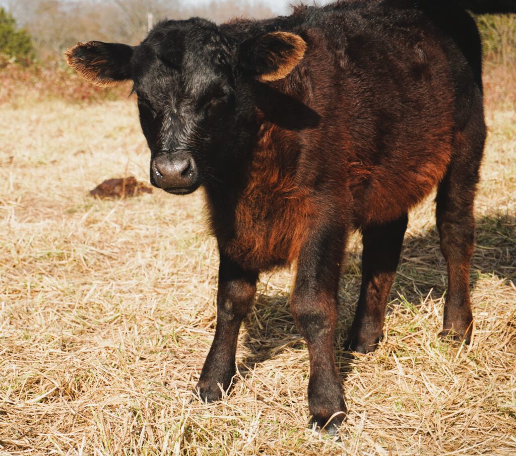 Black bull calf in pasture with the sunshine hitting his fur