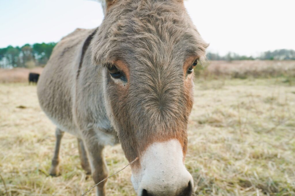 Gray donkey in a field looking at the camera