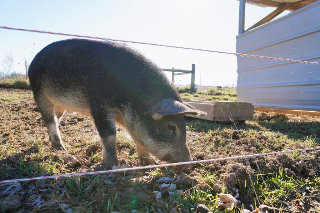 Pig foraging on pasture behind an electric fence