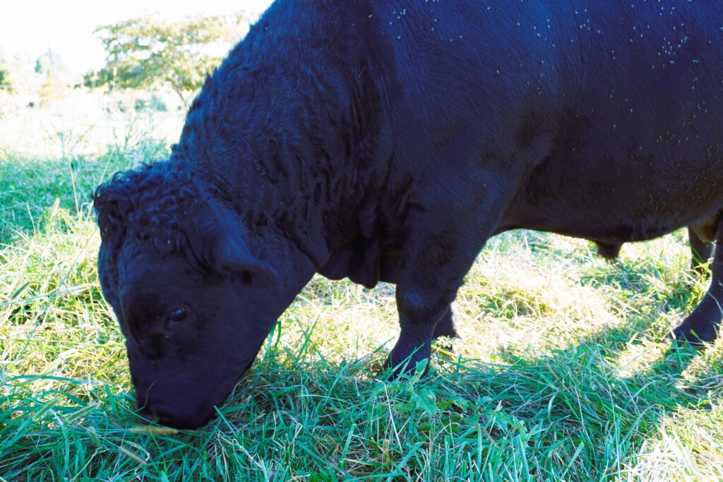 Side profile of black bull