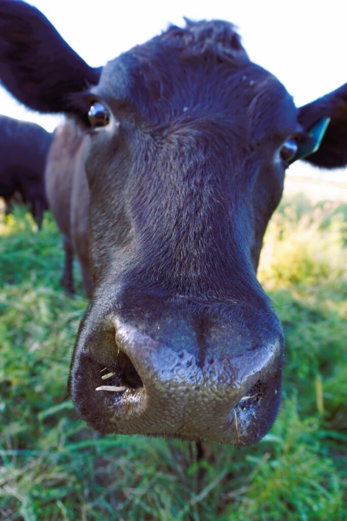 black cow face