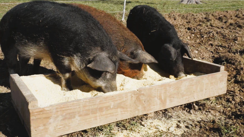 Three pigs eating out of a feeder trough in a field