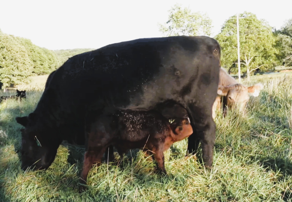 black lowline angus nursing a baby calf