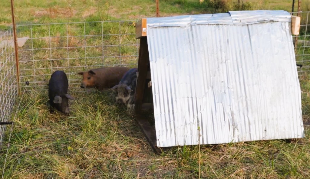 3 piglets in pen with a diy pig shelter
