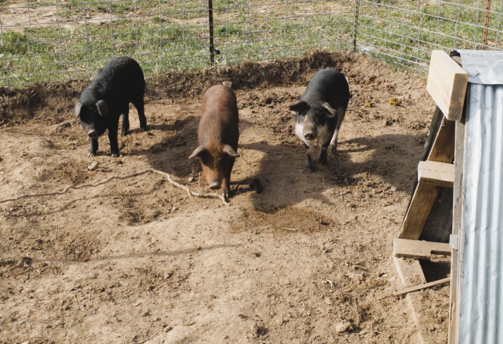 three piglets that will be used to make money with pigs