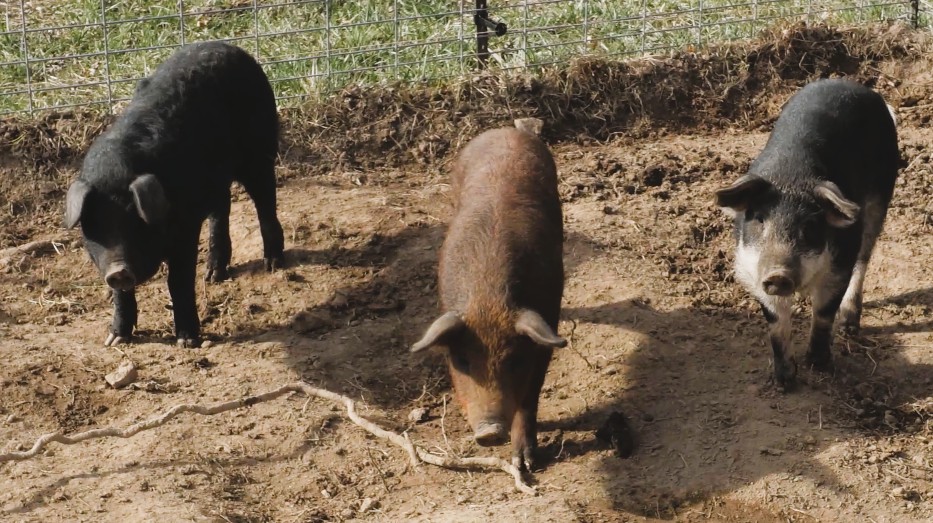Three piglets in the dirt