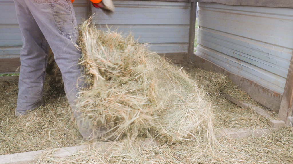 man putting hay in livestock shelter during a winter storm