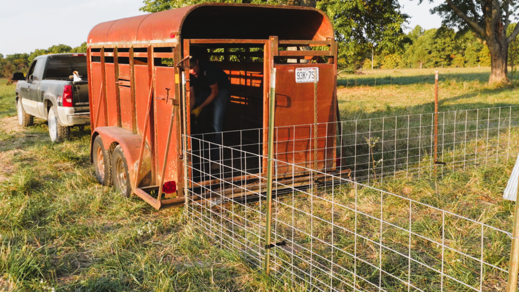 unloading piglets from a stock trailer into a pig pen