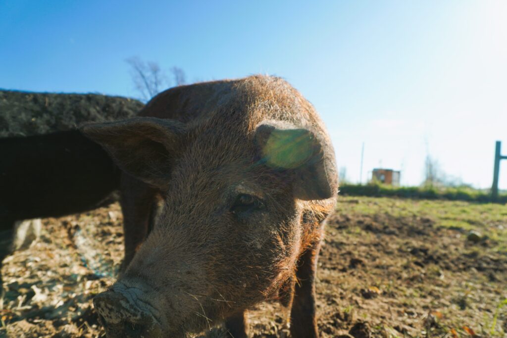 A red pig in pasture with the sun shining down on its face