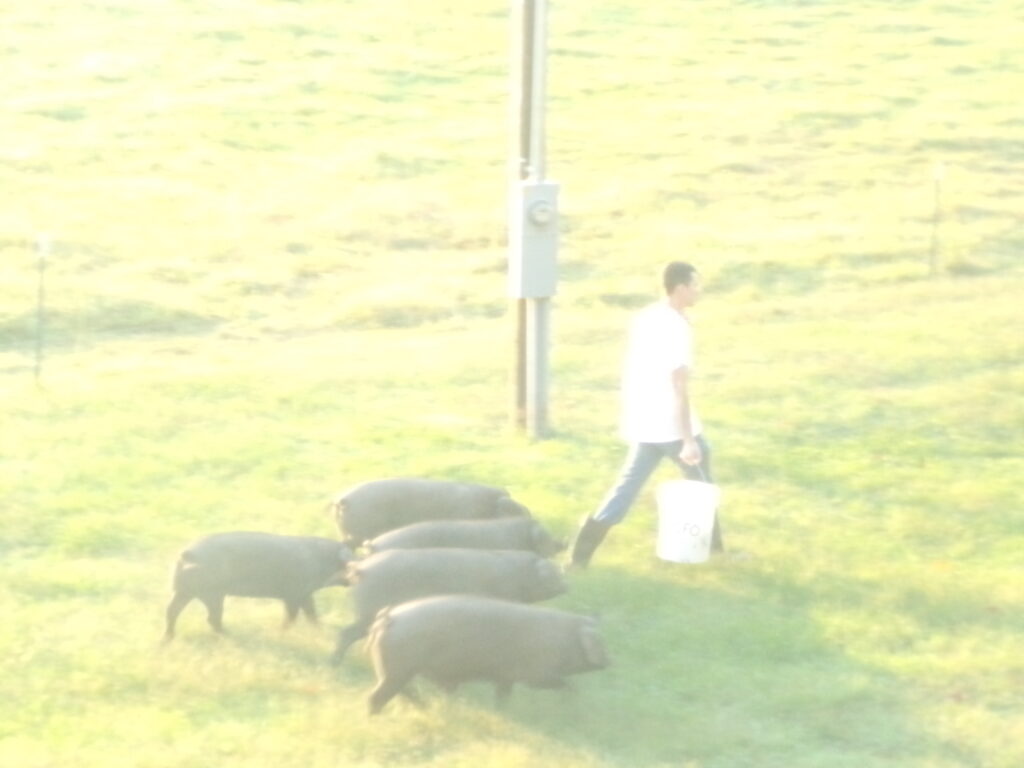 man walking with a bucket followed by a herd of pigs