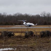 A plane on the runway with pigs in a field in the foreground
