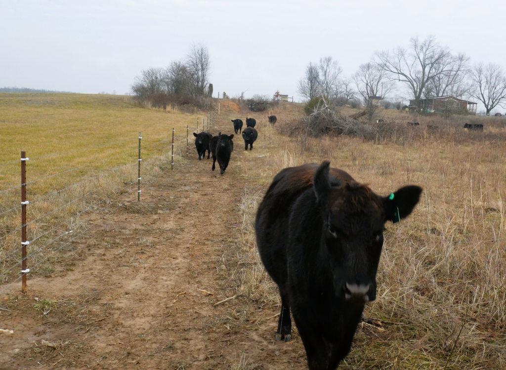 cows walking behind farmer