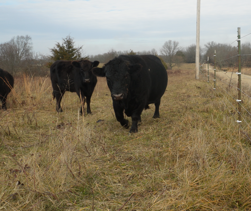 cows walking into new pasture for grazing