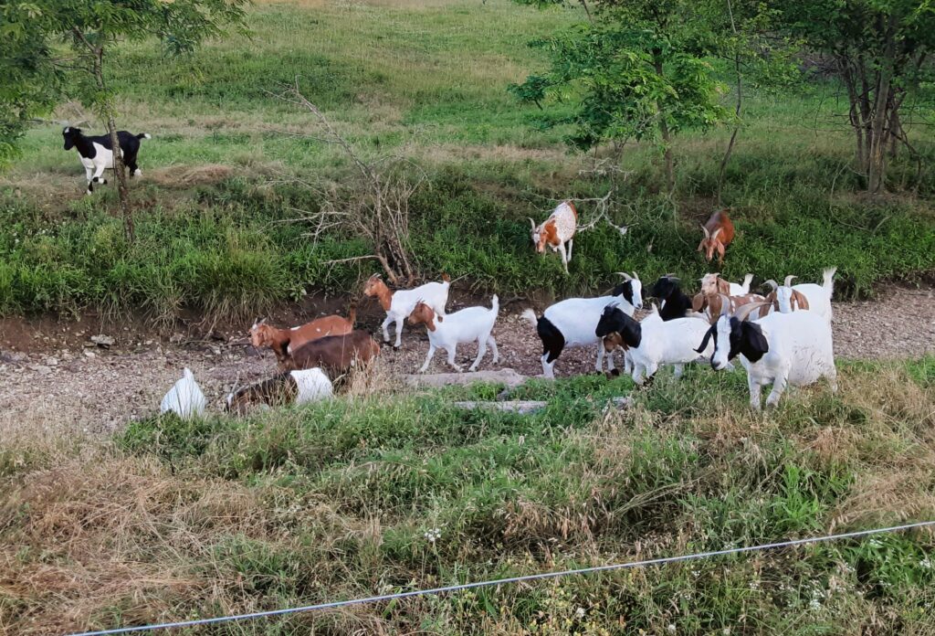 a field of goats