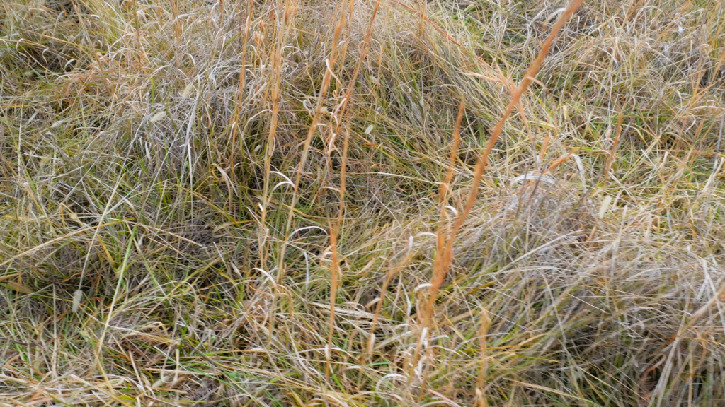 grass in a field with weeds and brush