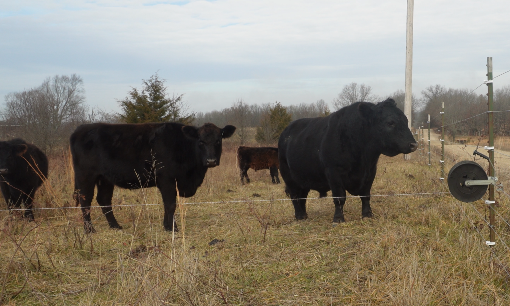 cows in front of fence waiting to move in an management intensive grazing system