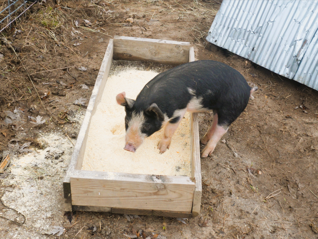piglet eating grain from a grain box