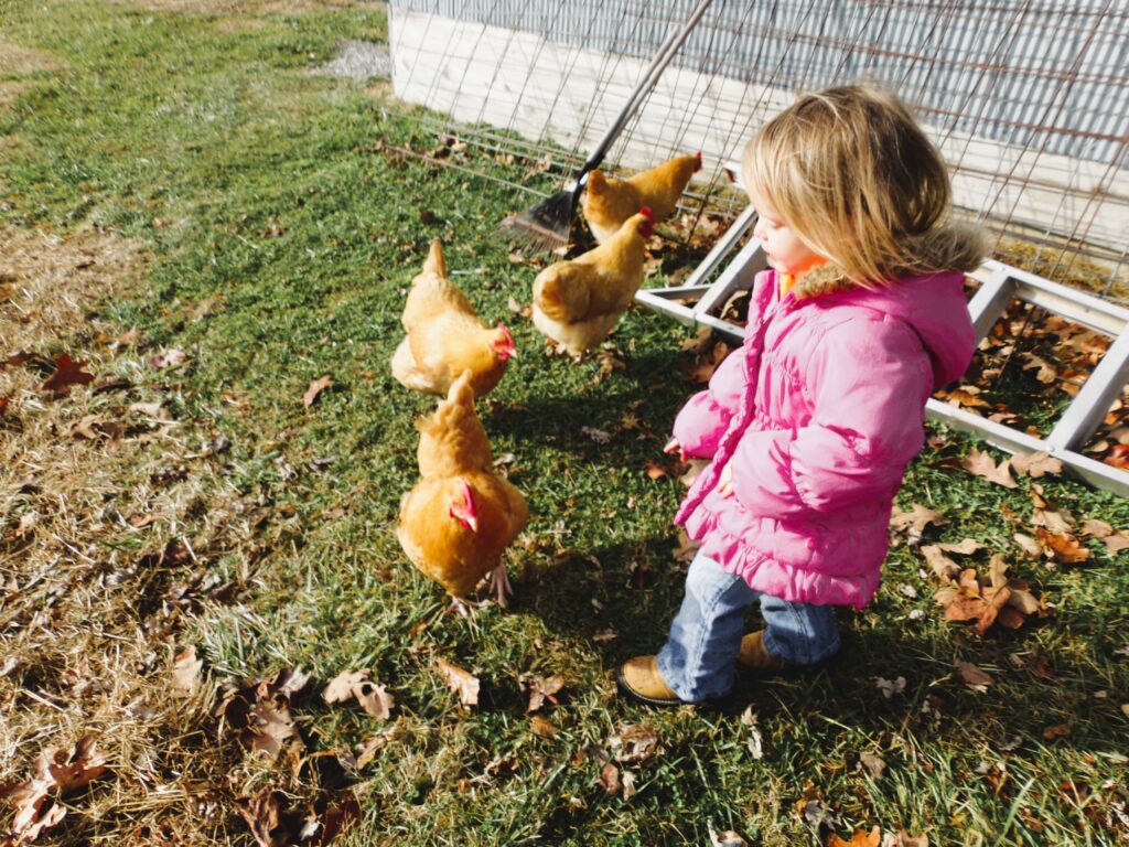 little girl with chickens