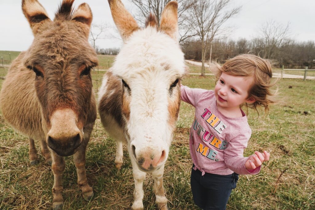 little girl with two donkeys in a pasture