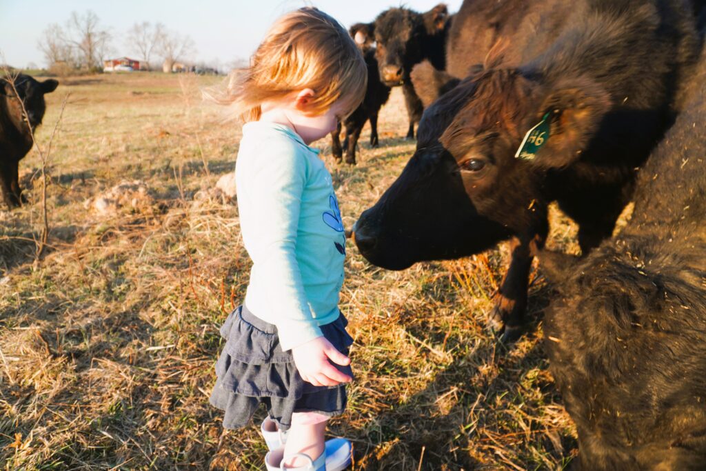 black cow close to a toddler