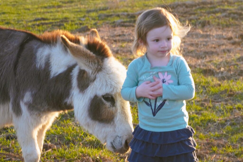 donkey behind a toddler in a pasture
