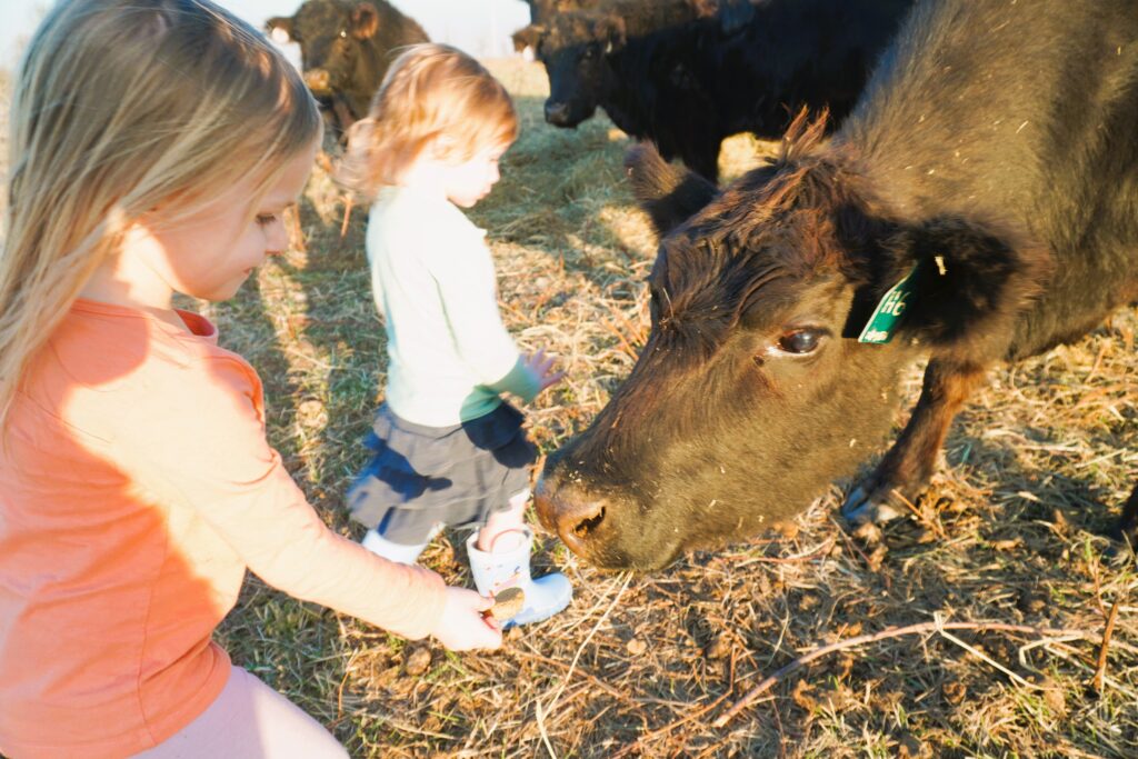 two kids feeding a cow horse treats