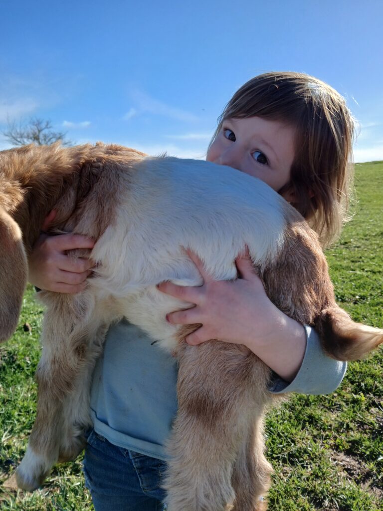 Little girl holding a goat