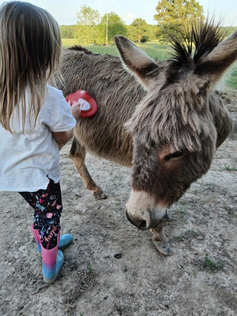 Young girl brushing a grey miniature donkey