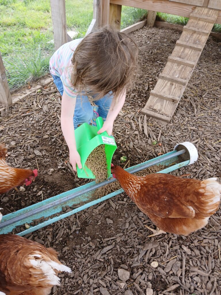 Small girl feeding red chickens