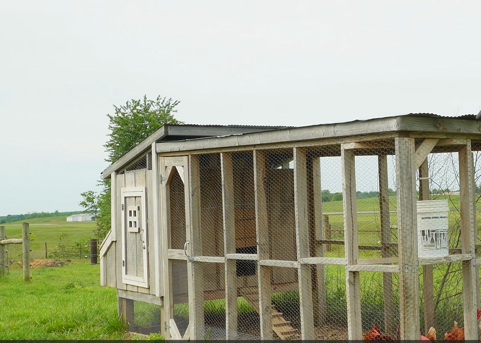 DIY chicken coop