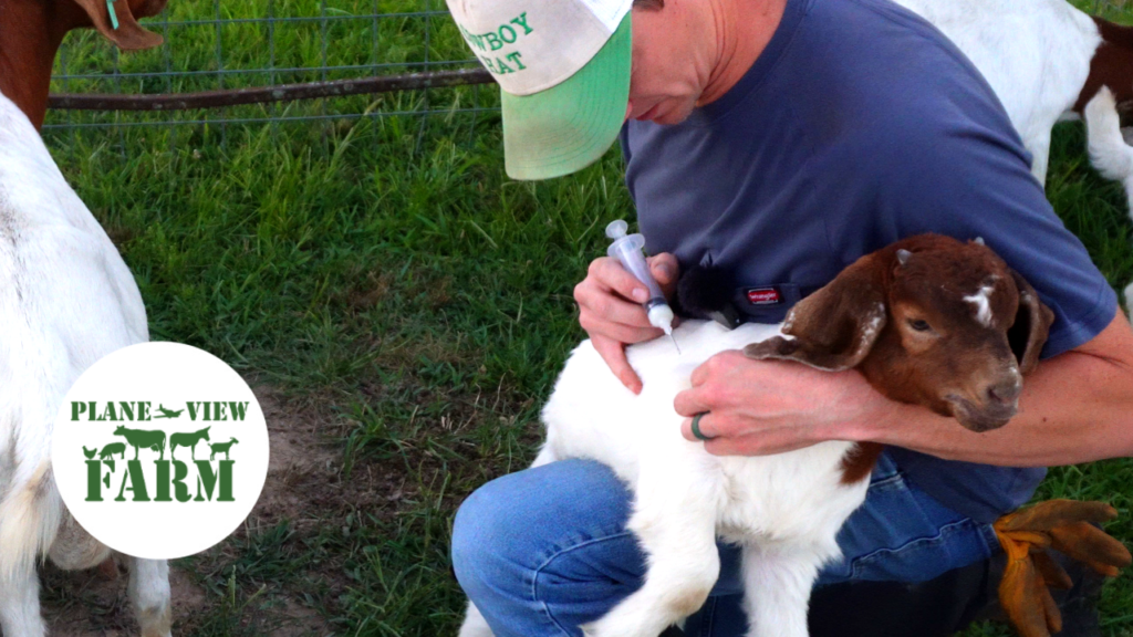 Man holding a baby goat giving the goat an injection