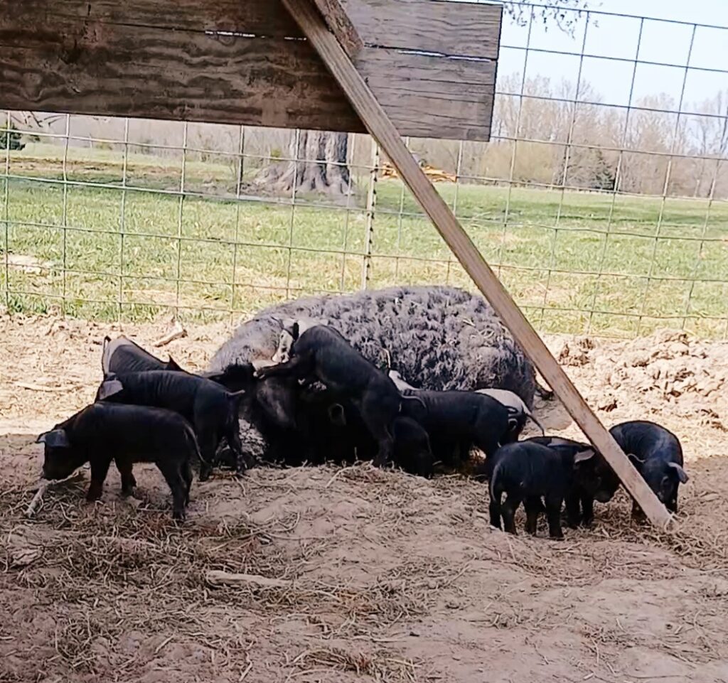 Black piglets with their momma pig