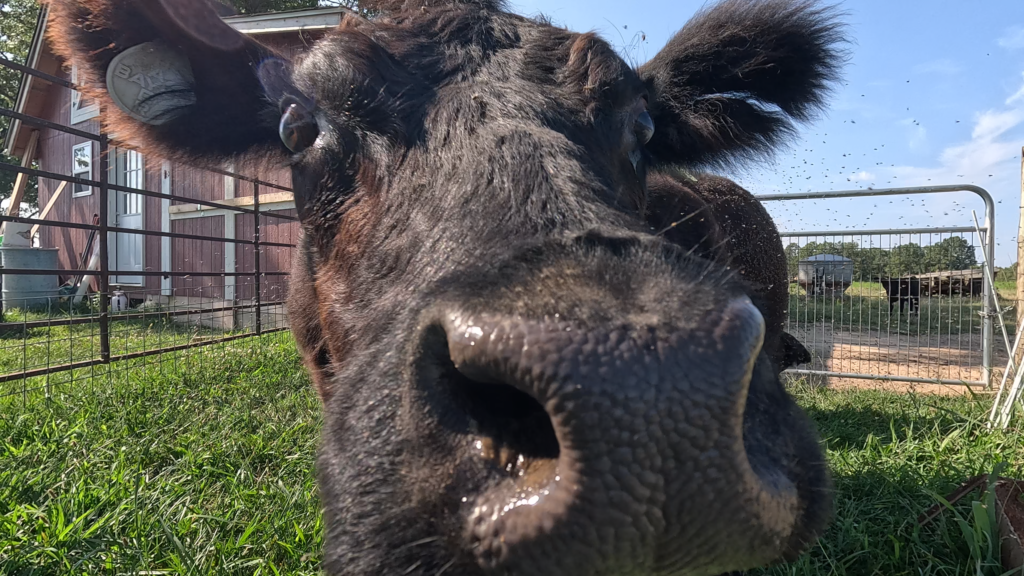 Face of a black cow