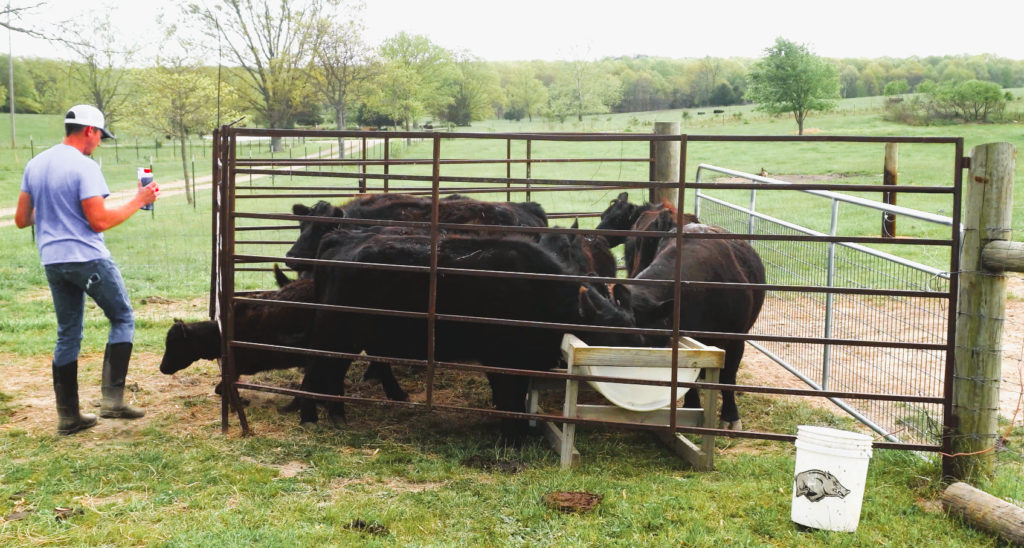 Black cows in a pen