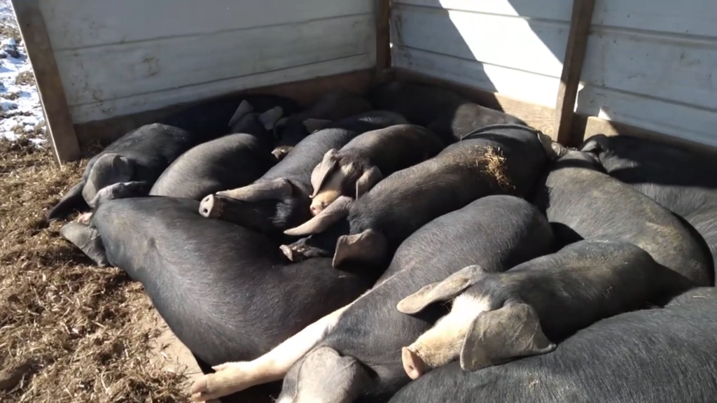 Pile of black pigs sleeping on a small scale farm