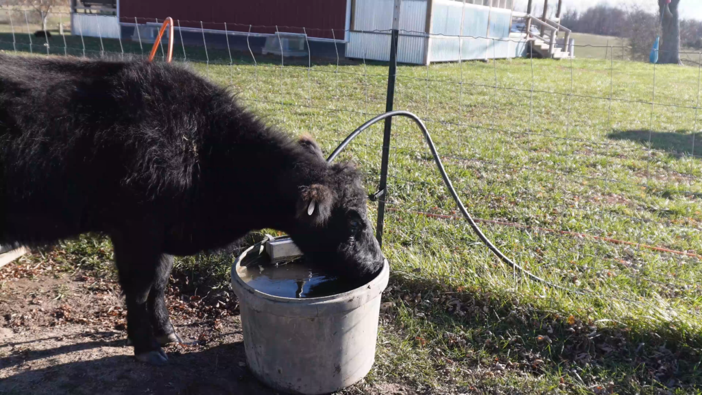 Black cow drinking from a home made water trough