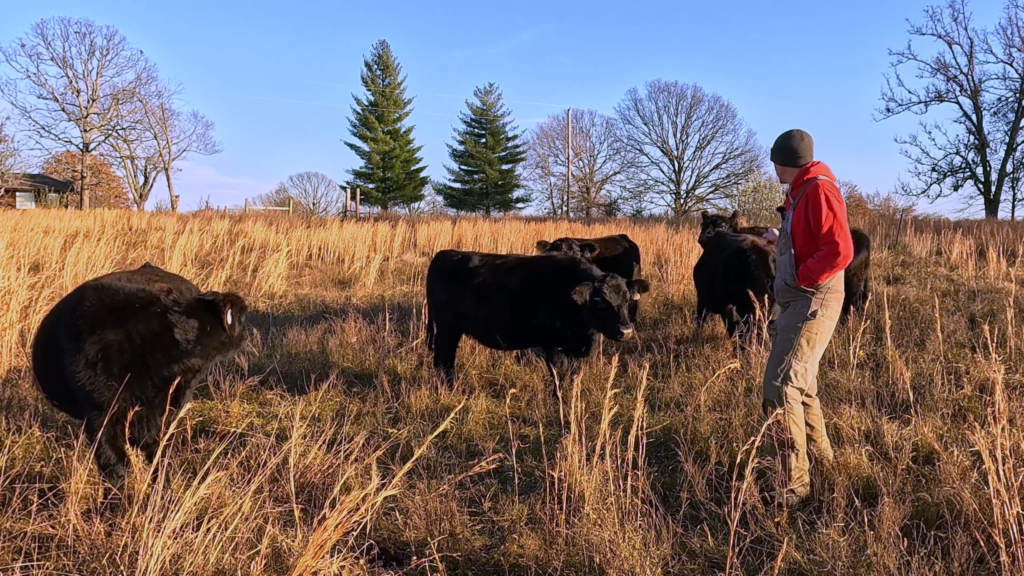 Man standing in field with black cows on a small scale farm