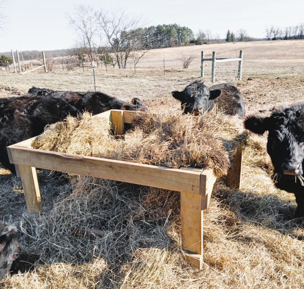 Four black cows eating hay from a DIY round bale feeder in a field