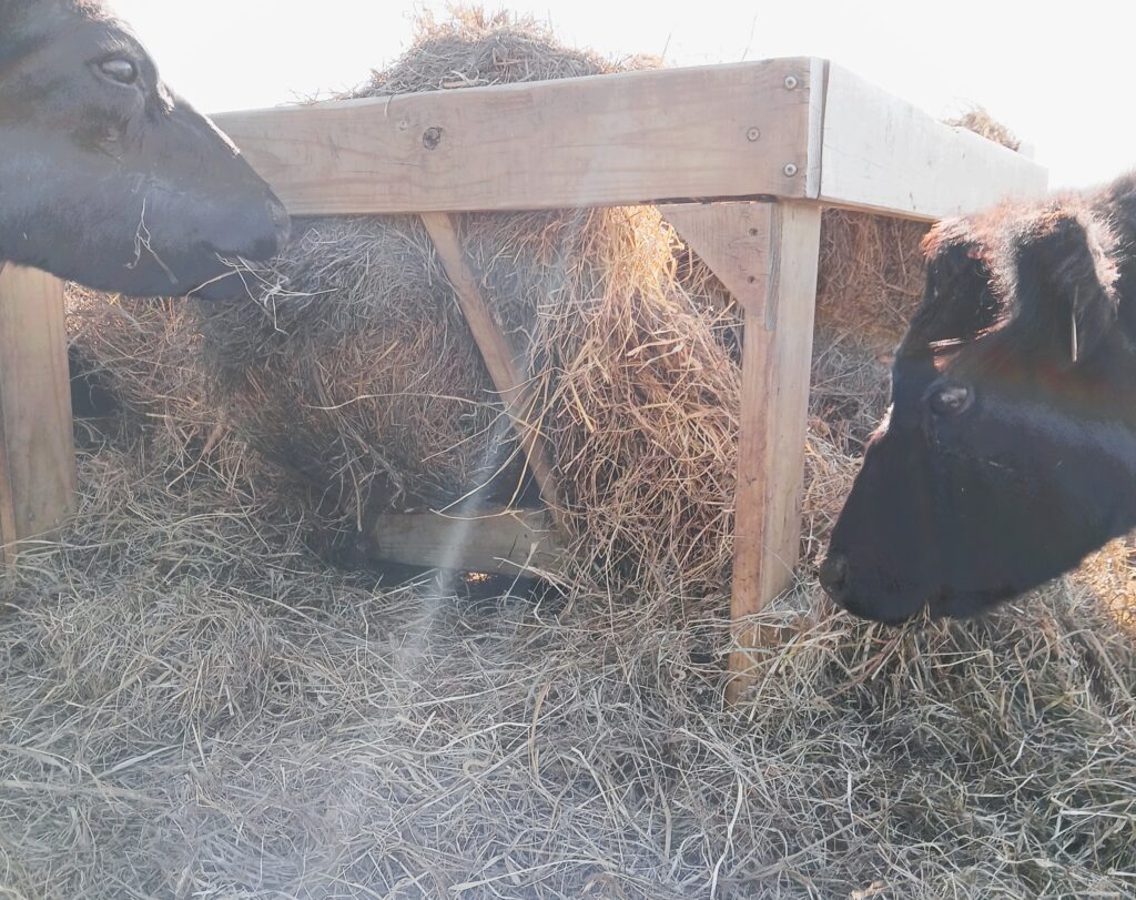 Cows eating hay from the side of a DIY round bale feeder