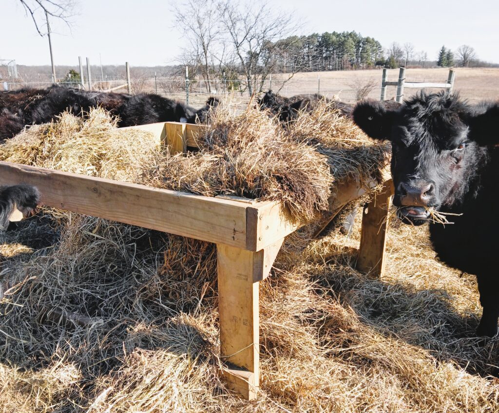 A black cow with hay in its month eating hay from a DIY round bale feeder