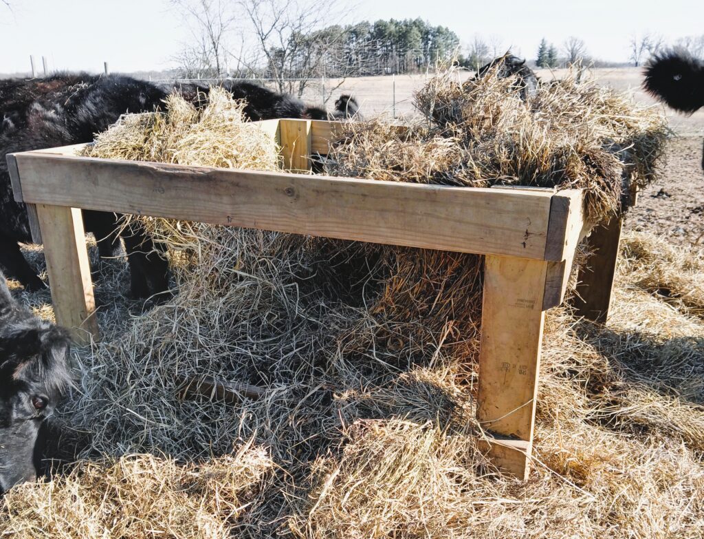 View of a DIY round bale feeder with cows eating from it in a field