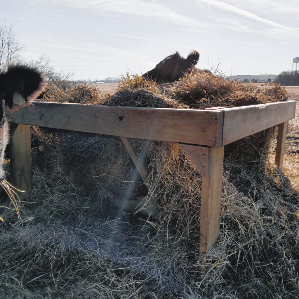 A DIY round bale feeder with hay in it and cows eating the hay