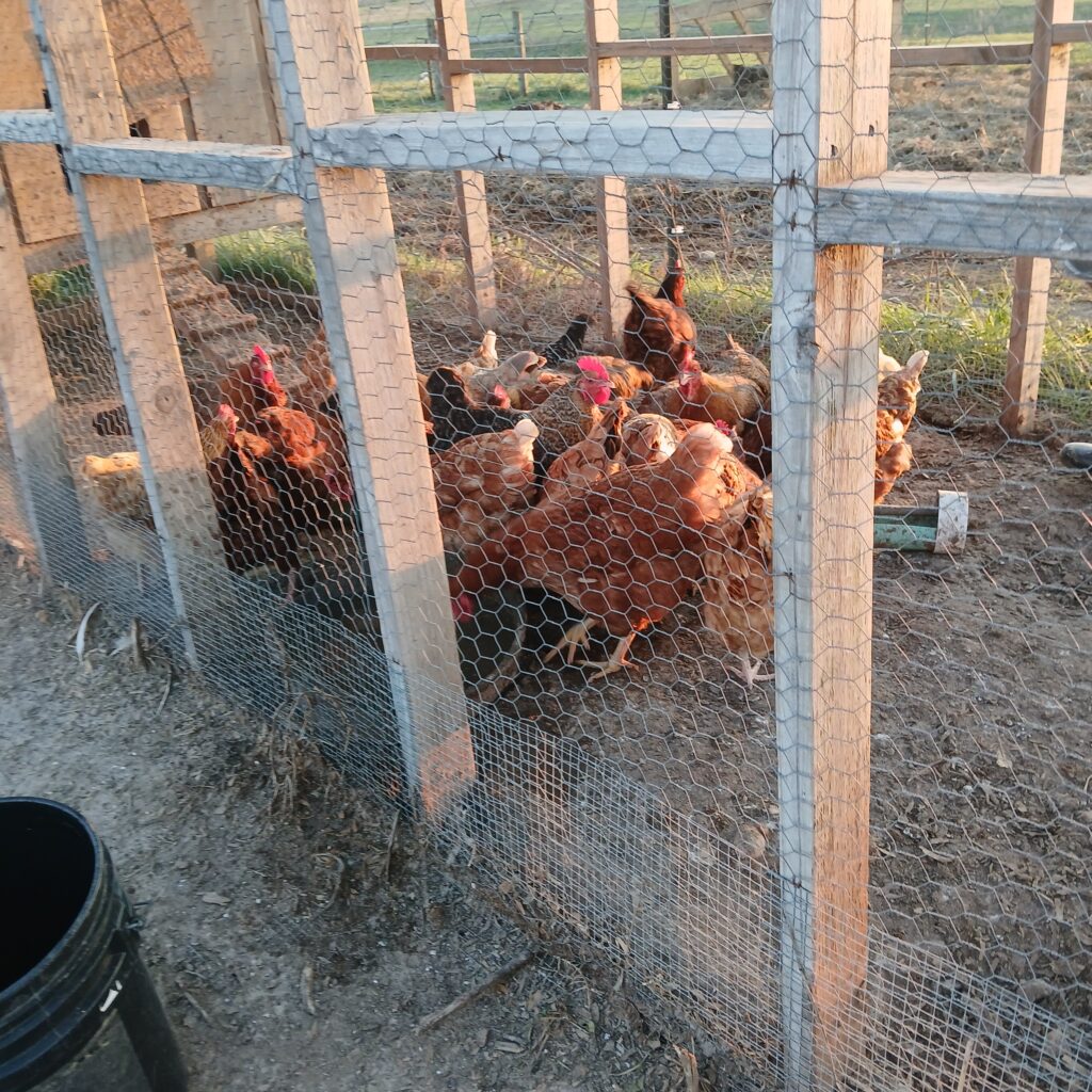 Brown chickens in a coop