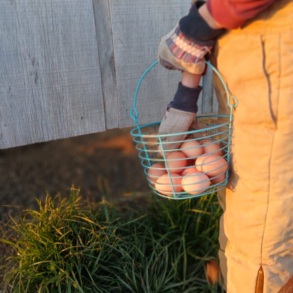 Eggs being put in a basket