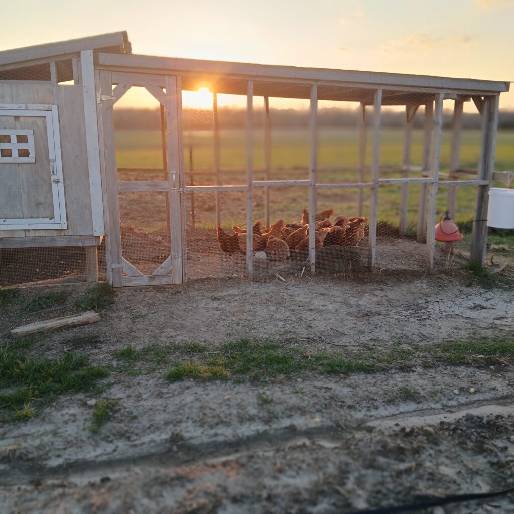 Chickens in a chicken coop