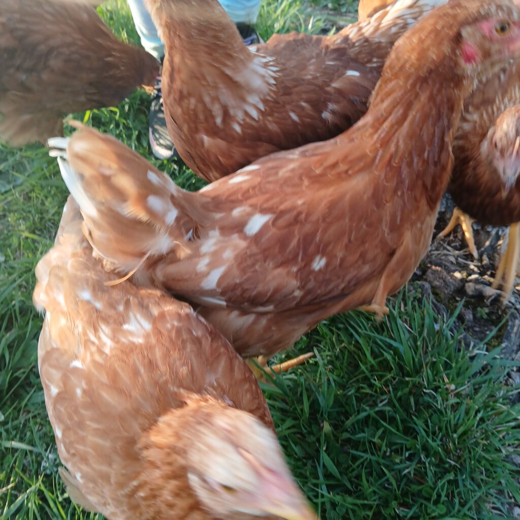 A group of brown chickens on grass
